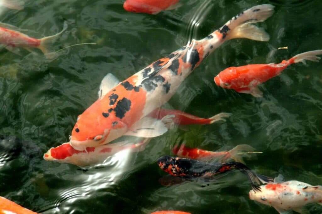 como cuidar do peixe carpa
