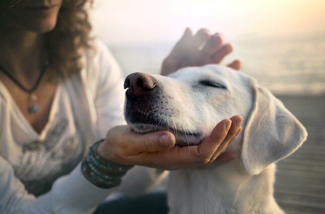 Vai levar seu cão a um espaço pet friendly? Veja dicas para te ajudar! -  abtPet